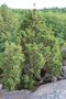 vignette Juniperus communis