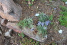 vignette Sophora stenophylla / Fabaceae / Ouest et Centre USA