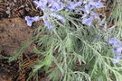 vignette Sophora stenophylla / Fabaceae / Ouest et Centre USA