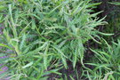 vignette Comptonia perigrina / Myricaceae / Amrique du Nord