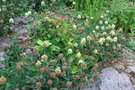 vignette Trifolium sp.