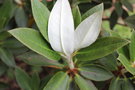 vignette Rhododendron taliense / Ericaceae / Sud-ouest Chine