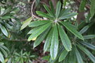 vignette Rhododendron hunnewellianum / Ericaceae / Centre Chine