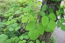 vignette Sinofranchetia chinensis / Lardizabalaceae / Sud-ouest & Centre Chine