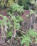 vignette Echinops hedgei