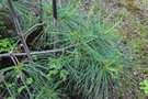 vignette Pinus armandii var. masteriana / Pinaceae / Tawan