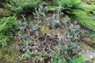 vignette Rhododendron edgeworthii / Ericaceae / Himalaya & Sud-ouest Chine