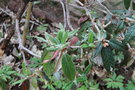 vignette Rhododendron edgeworthii / Ericaceae / Himalaya & Sud-ouest Chine