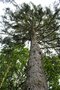 vignette Picea koyamai / Pinaceae / Core & Japon