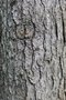 vignette Picea koyamai / Pinaceae / Core & Japon