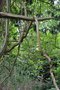 vignette Tripterygium regelii / Celastraceae / Mandchourie, Core & Japon