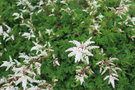 vignette Aruncus aethusifolius / Rosaceae / Core