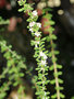 vignette Verbenaceae - Lippia Micromega - Tobòm - Thym brésilien