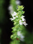 vignette Lamiaceae - Ocimum basilicum - Basilic