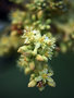 vignette Anacardiaceae - Spondias dulcis - Prune de cythre