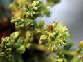 vignette Anacardiaceae - Spondias dulcis - Prune de cythre