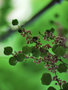 vignette Euphorbiaceae - Phyllantus acidus - Surette cochon