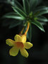 vignette Apocinaceae - Allamanda cathartic - Allamanda jaune