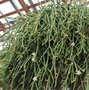 vignette Rhipsalis heteroclada