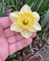 vignette Narcissus cv
