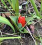 vignette Tulipa  cv