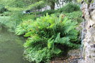 vignette Osmunda regalis