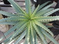 vignette Aloe arborescens 'Variegata'