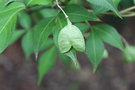 vignette Staphylea bumalda / Staphyleaceae / Japon