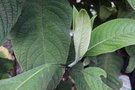 vignette Tournefortia fuliginosa / Boraginaceae / Panama, Colombie, Vnzula