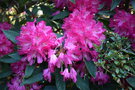 vignette Rhododendron cv.  003