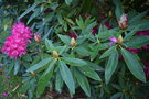 vignette Rhododendron cv.  003