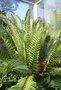 vignette Encephalartos altenstenii / Zamiaceae / Afrique du Sud