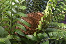 vignette Encephalartos altenstenii / Zamiaceae / Afrique du Sud