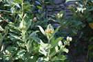 vignette Hydrangea peruviana x serratifolia
