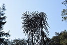 vignette Pseudopanax ferox / Araliaceae / Nouvelle-Zélande