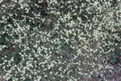 vignette Ulmus parvifolia 'Frosty'
