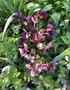 vignette Helleborus (x) glandorfensis Ice N'Roses' Red  - Rose de Nol