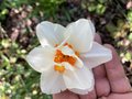 vignette Narcissus ‘Flower Drift’