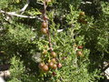 vignette Juniperus thurifera, Maroc