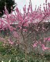 vignette Prunus persica Taoflora Pink  lcole Aubrac  Brest