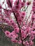 vignette Prunus persica Taoflora Pink  lcole Aubrac  Brest