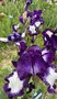 vignette Iris Stepping Out