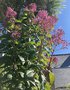 vignette Fuchsia paniculata 'Lechlade Gorgon'