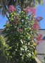 vignette Fuchsia paniculata 'Lechlade Gorgon'