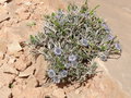 vignette Globularia alypum, Maroc