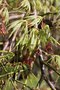 vignette Acer palmatum 'Dissectum Flavescens'