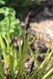 vignette Carex elata 'Aurea'