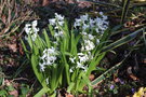vignette Hyacinthus orientalis blanches