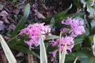 vignette Hyacinthus orientalis 'Pink Surprise'
