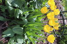 vignette Tulipa 'Golden Apeldoorn'